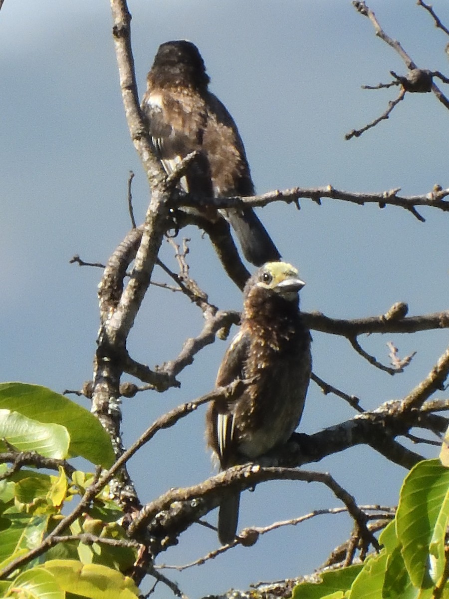 Whyte's Barbet - ML615730389