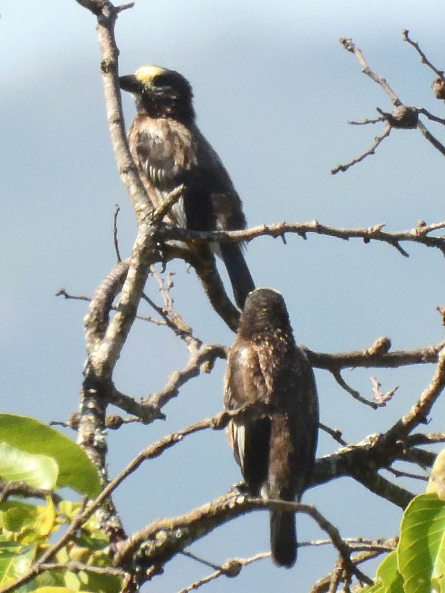 Whyte's Barbet - ML615730390