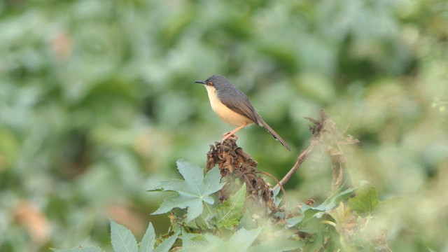 Ashy Prinia - ML615730395