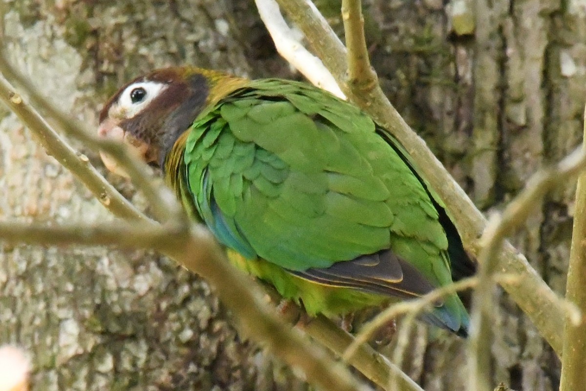 Brown-hooded Parrot - ML615730397