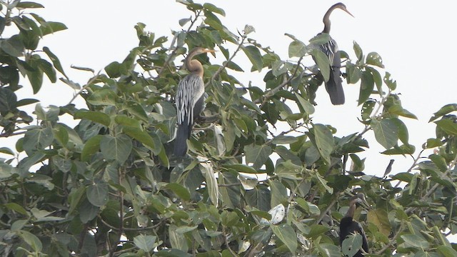 anhinga indomalajská - ML615730422