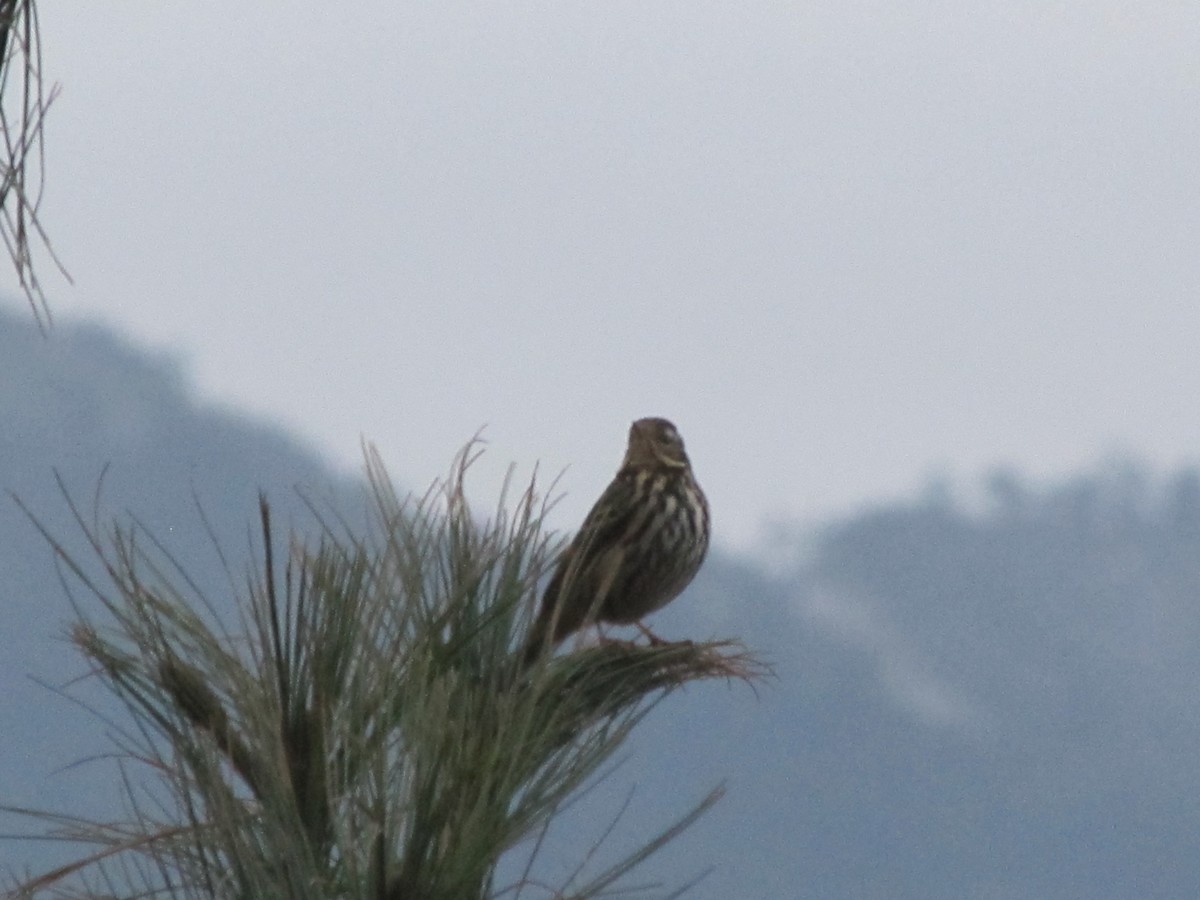 Olive-backed Pipit - ML615730427