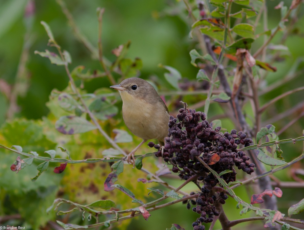 Common Yellowthroat - ML615730474