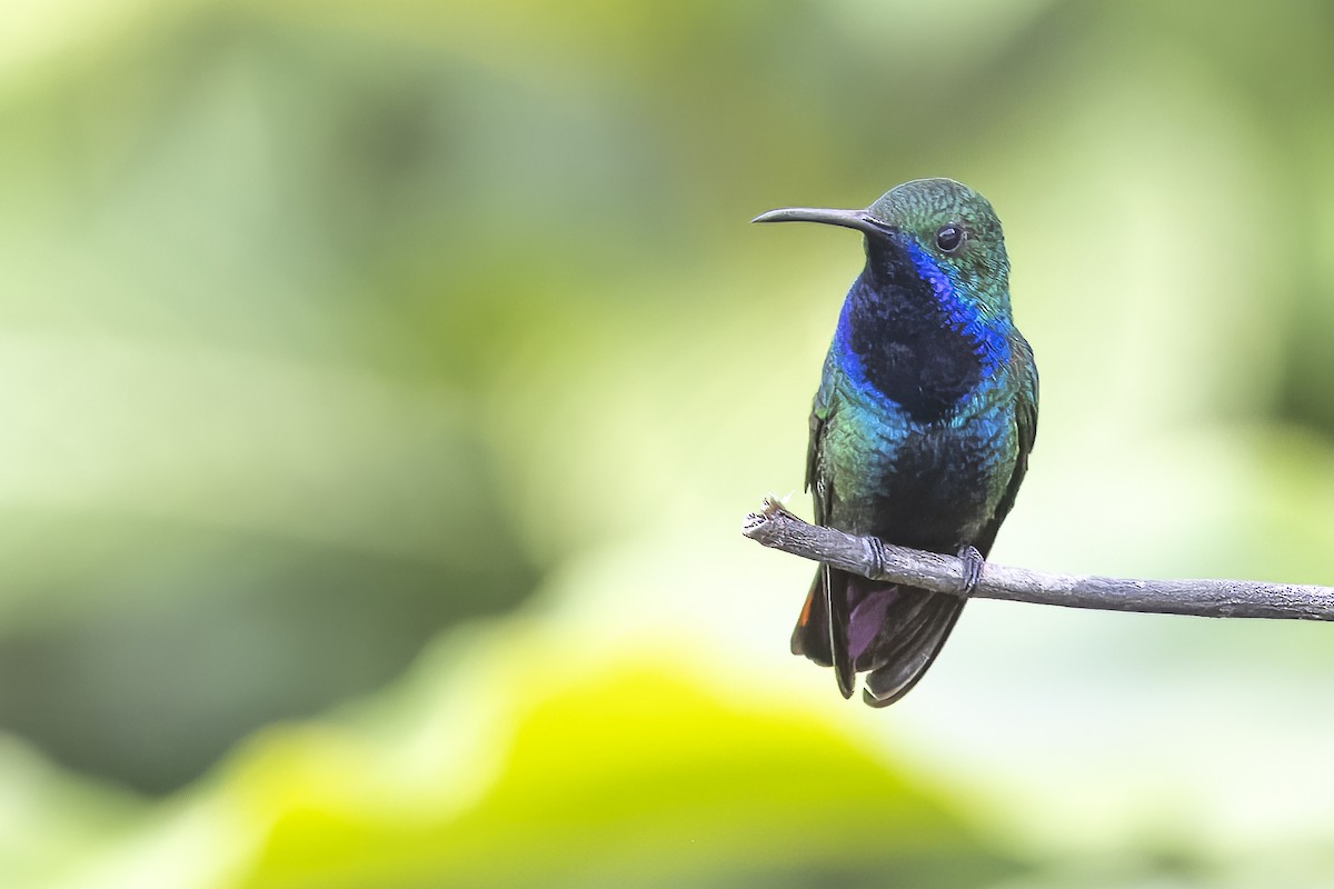 kolibřík tropický - ML615730484