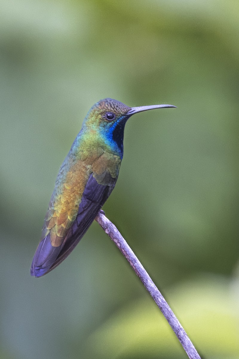 kolibřík tropický - ML615730486