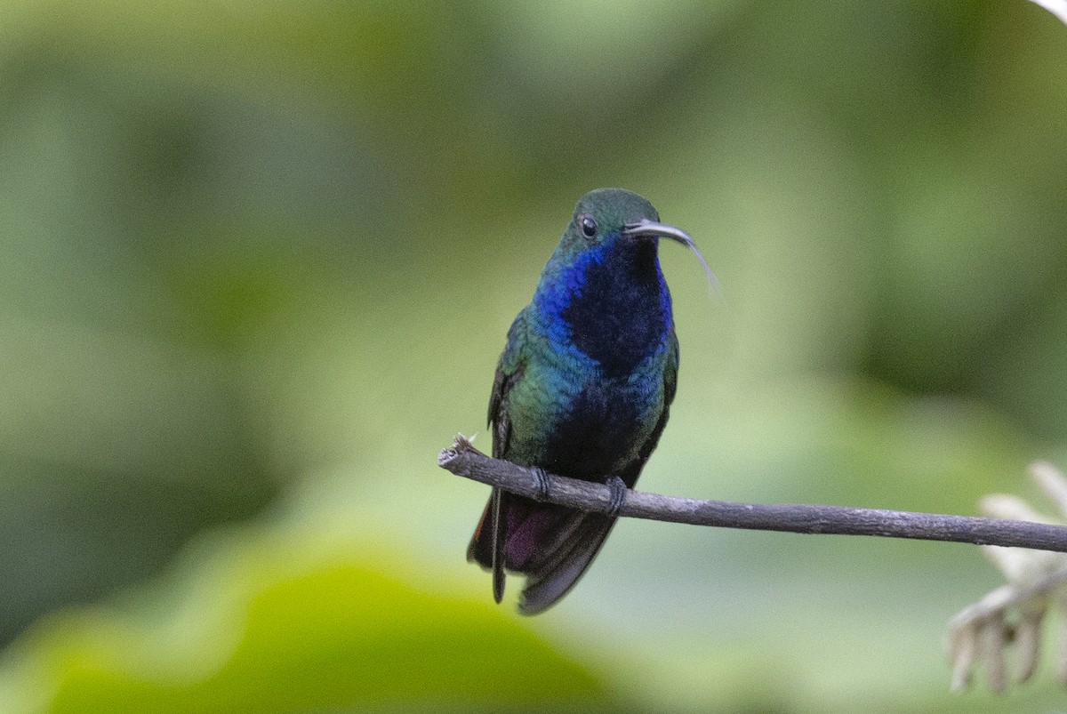 kolibřík tropický - ML615730488