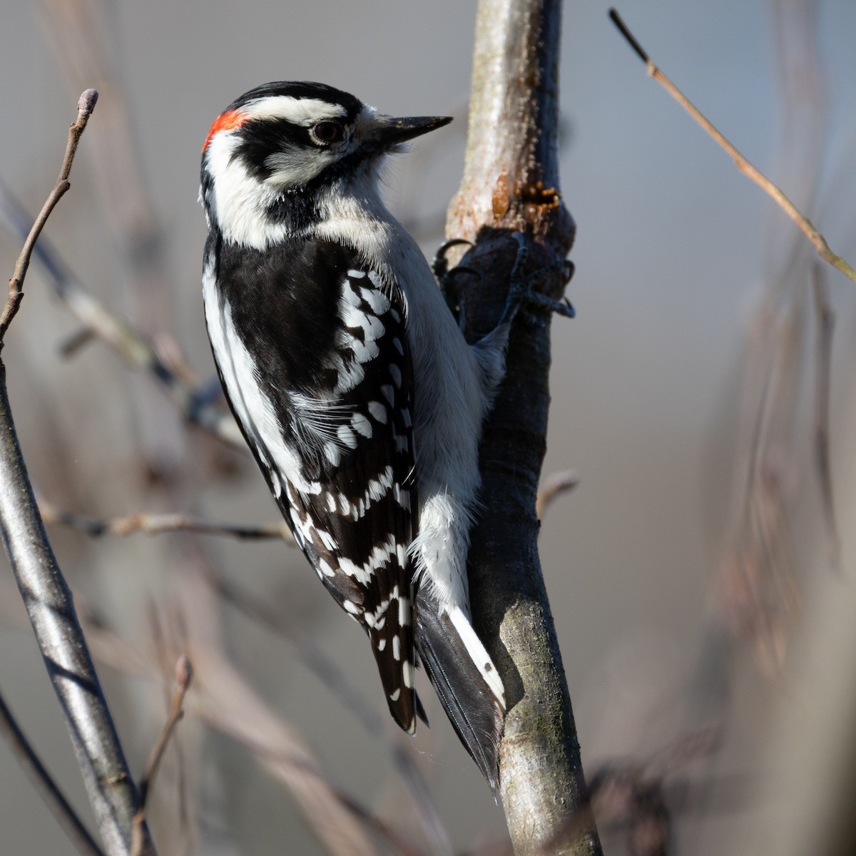 Downy Woodpecker - ML615730491