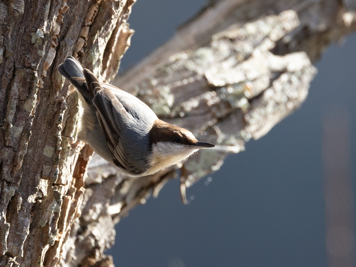 Brown-headed Nuthatch - ML615730500