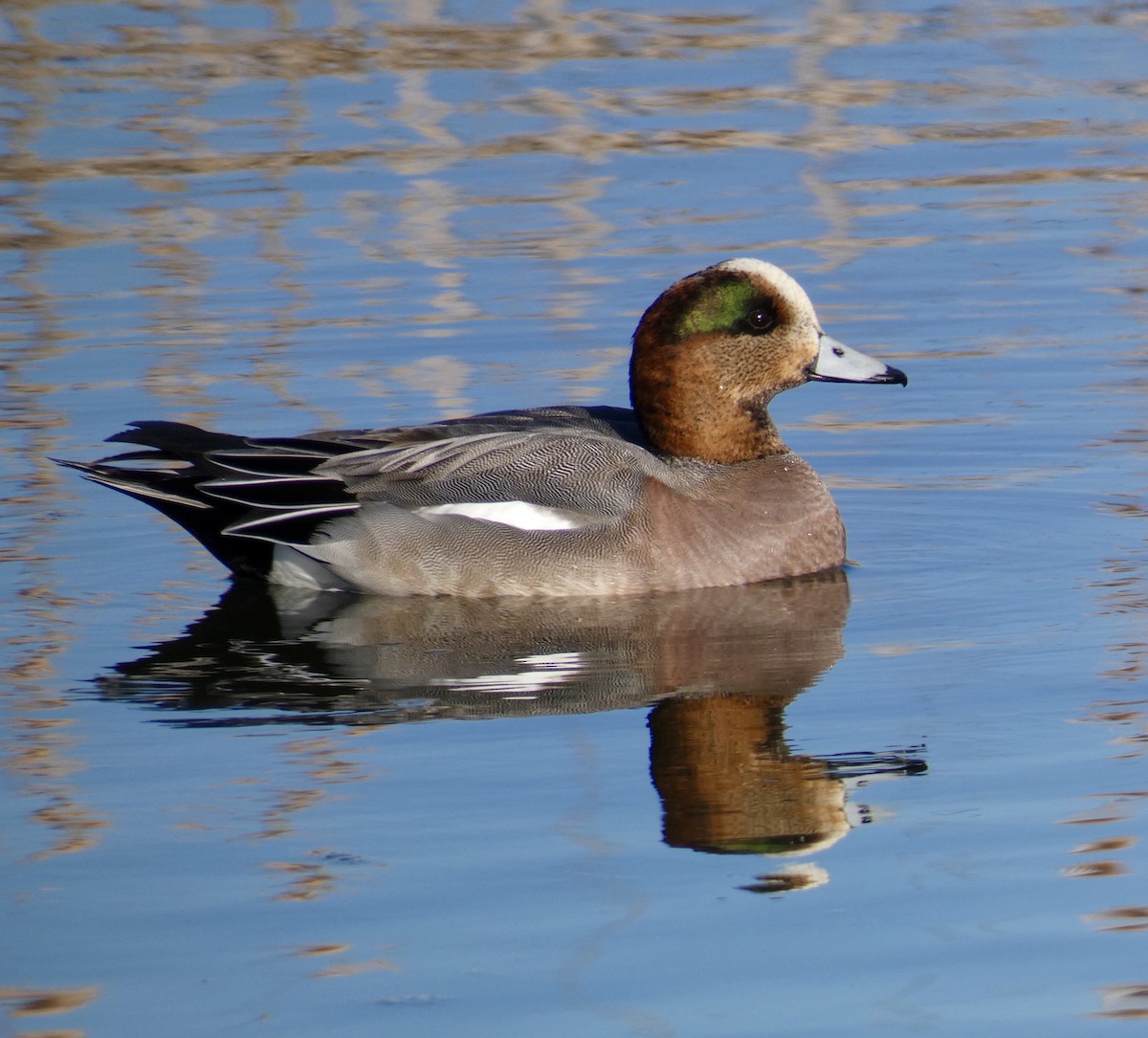 Eurasian x American Wigeon (hybrid) - ML615730552