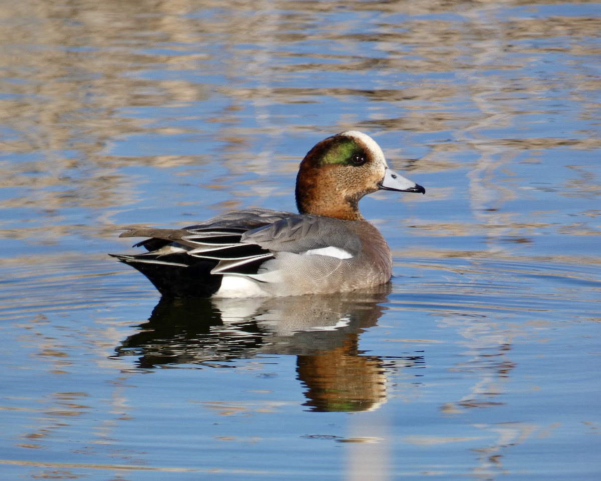 Eurasian x American Wigeon (hybrid) - ML615730554