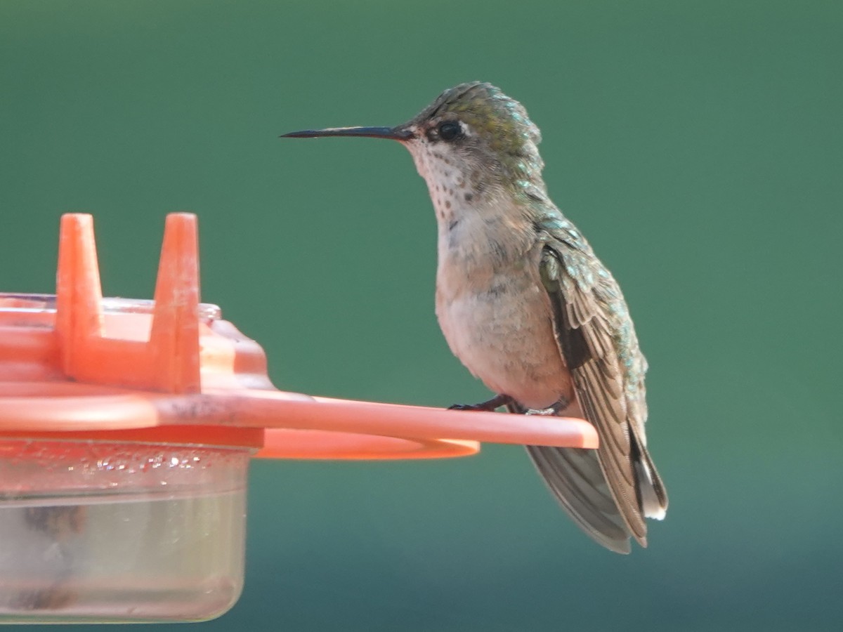 Calliope Hummingbird - Liz Soria