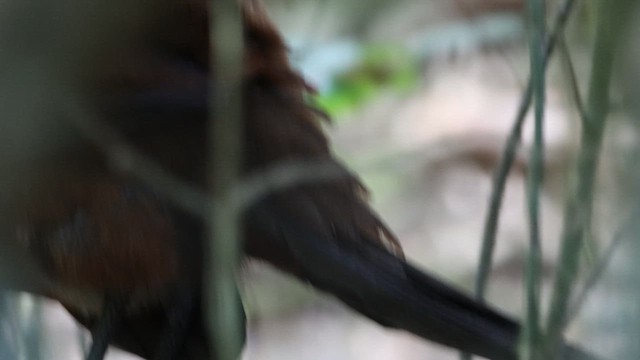 Albert's Lyrebird - ML615730584