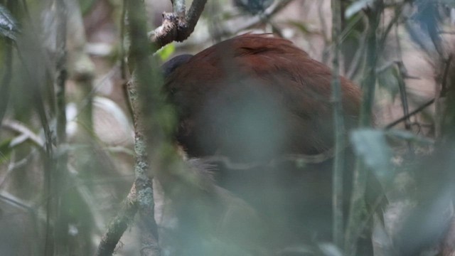 Albert's Lyrebird - ML615730585