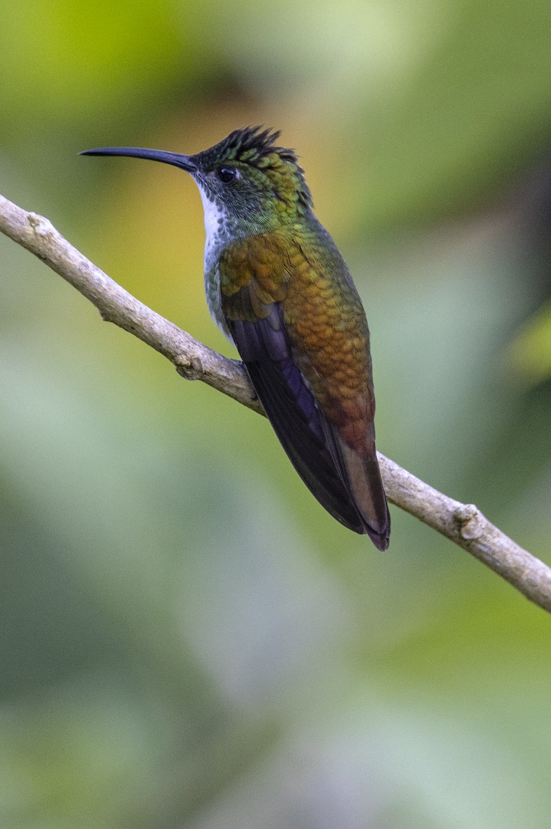 kolibřík běloprsý - ML615730603