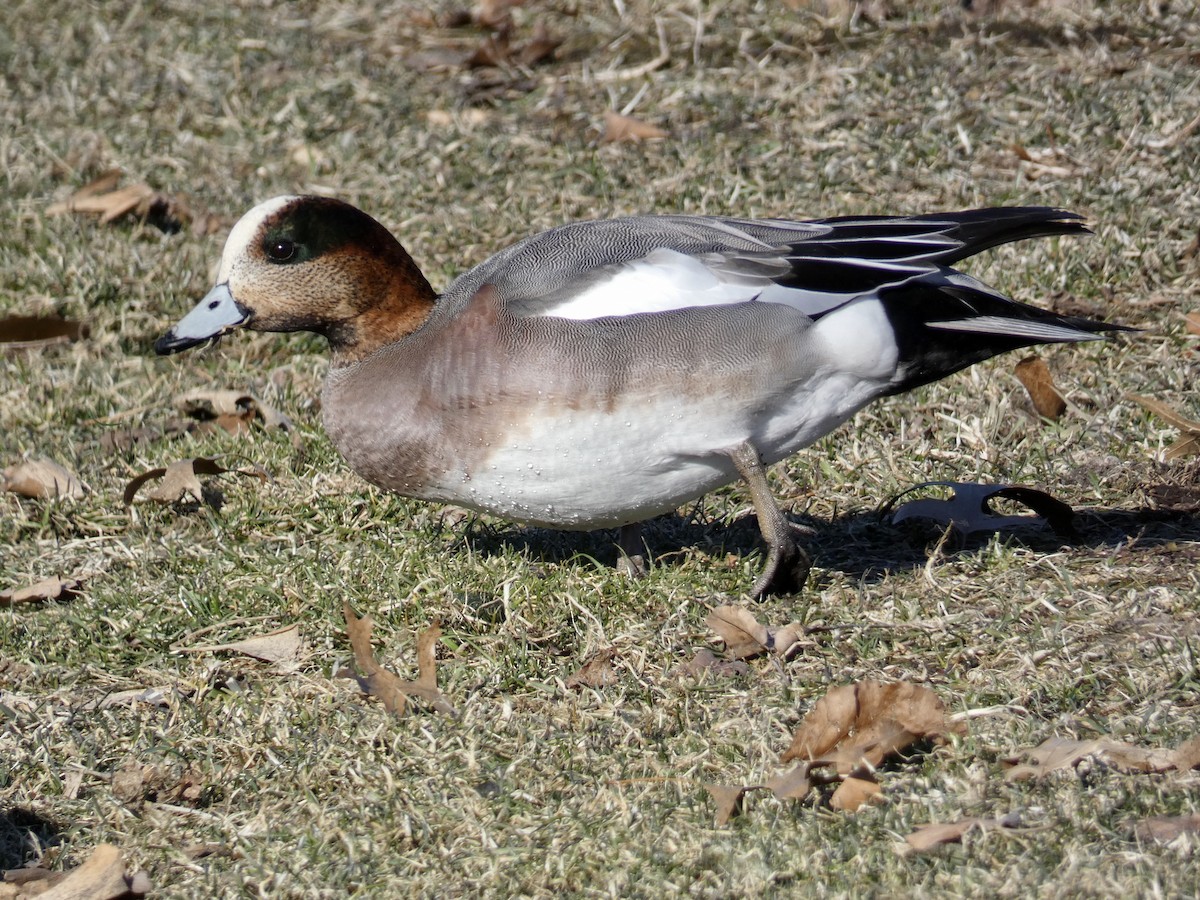 Eurasian x American Wigeon (hybrid) - ML615730608