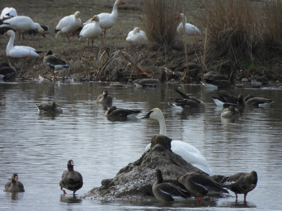 Cygne trompette - ML615730610