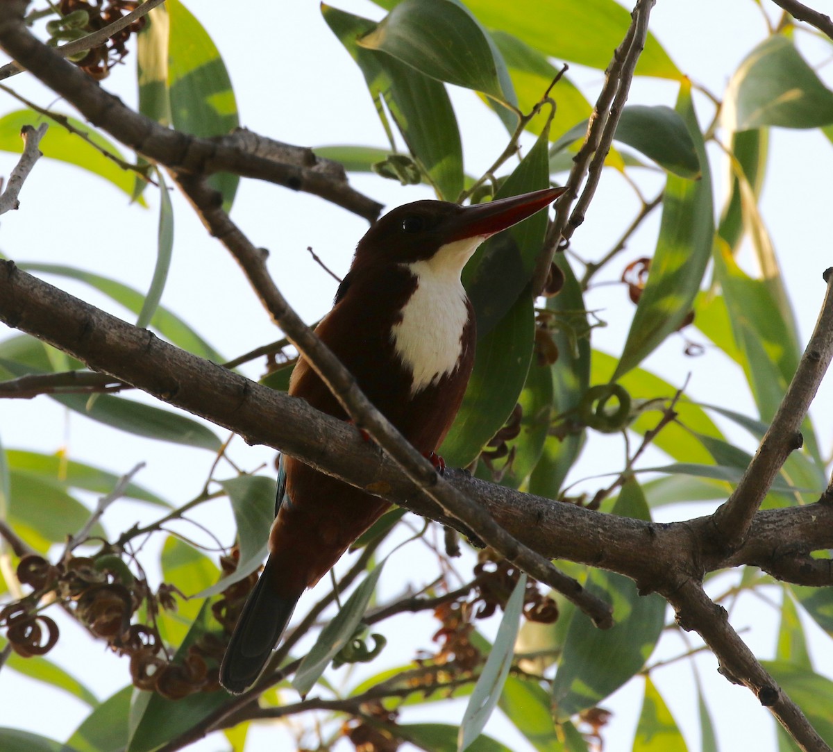 White-throated Kingfisher - ML615730624