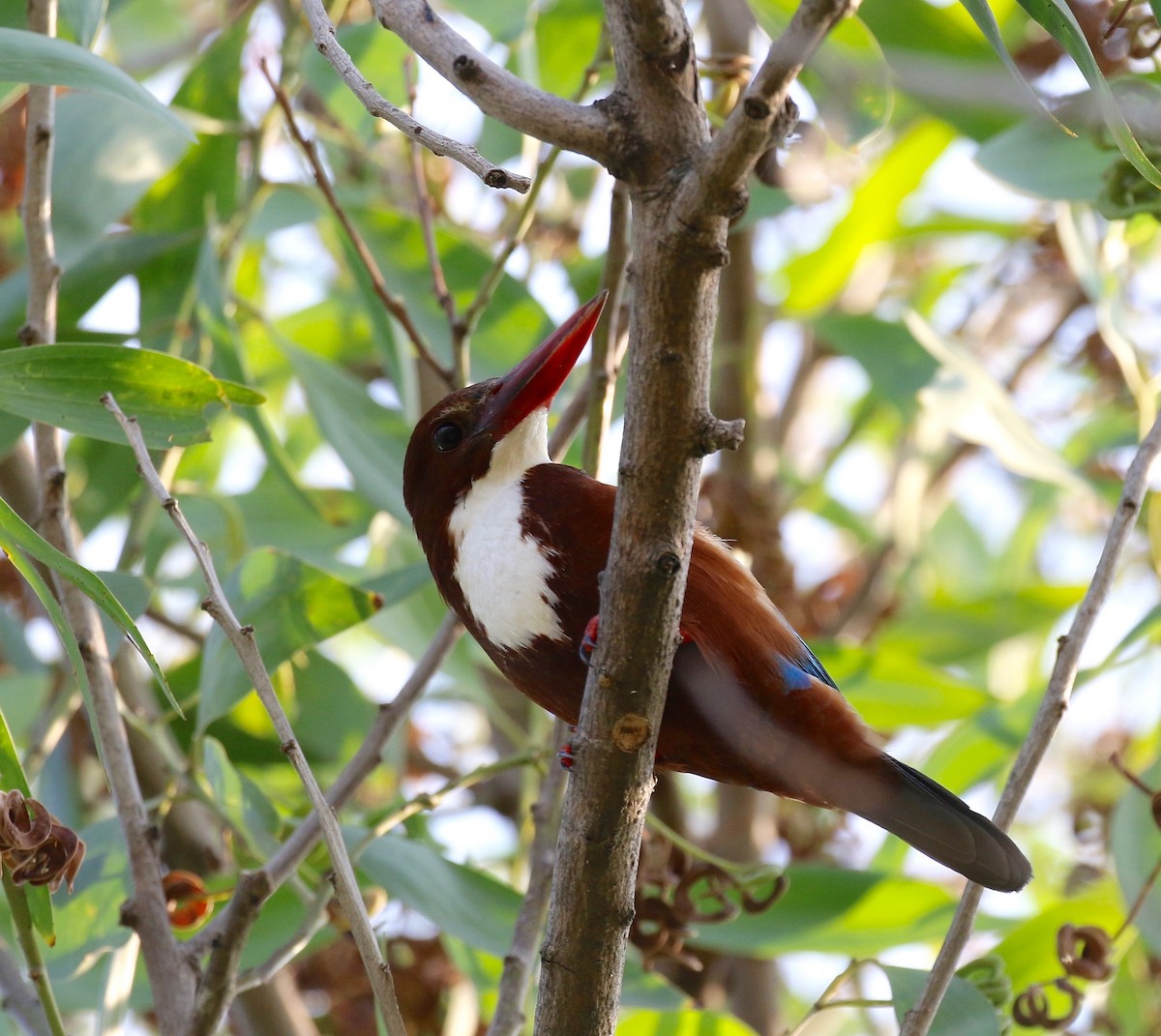 White-throated Kingfisher - ML615730625