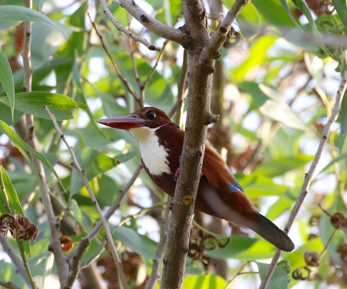 White-throated Kingfisher - ML615730626