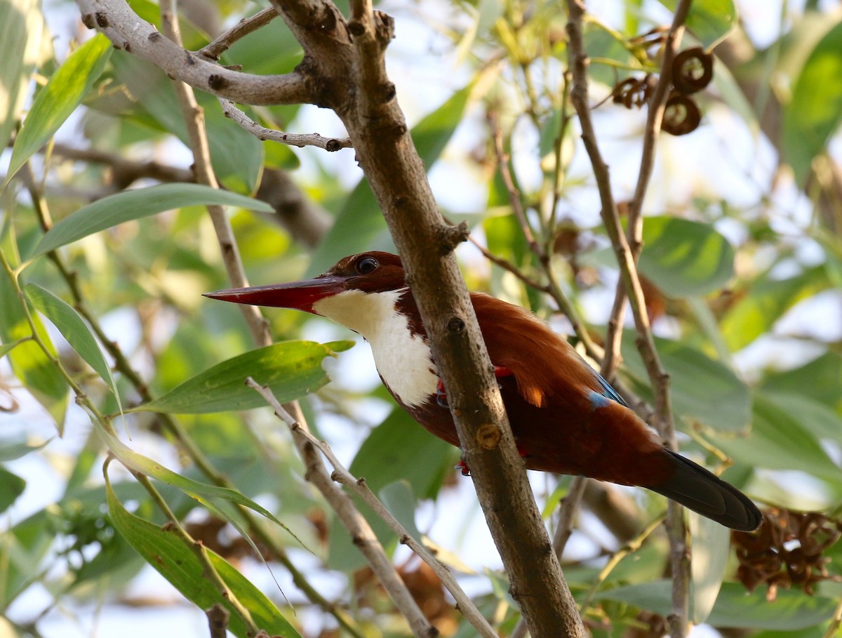 White-throated Kingfisher - Sandy Vorpahl