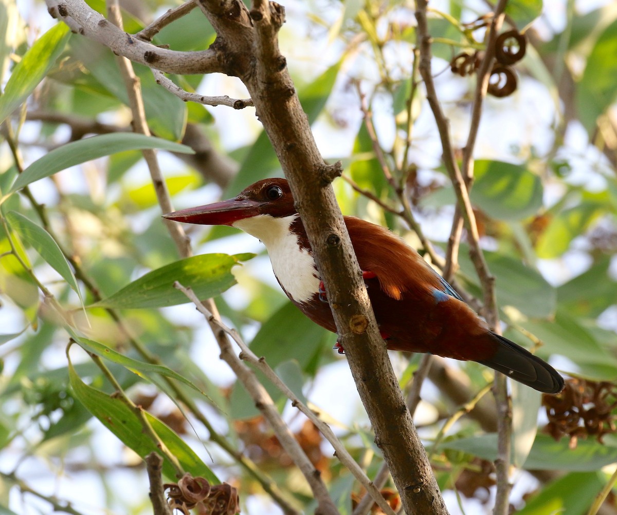 White-throated Kingfisher - ML615730628