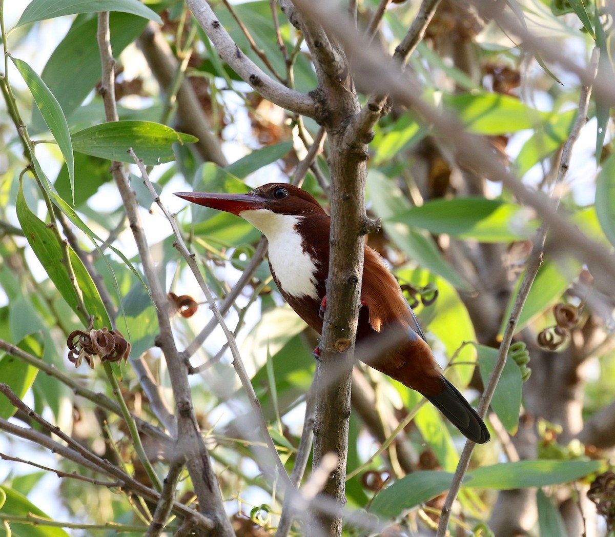 White-throated Kingfisher - ML615730629