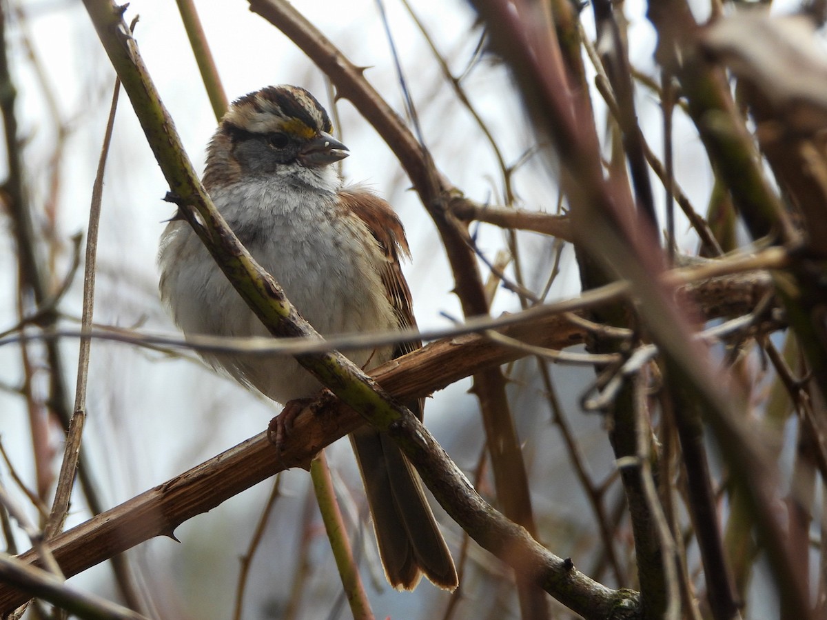 White-throated Sparrow - ML615730632