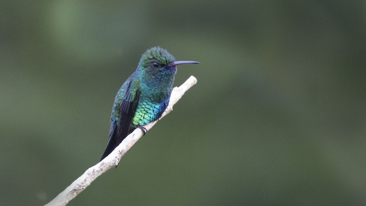 Blue-chinned Sapphire - Obie Gilkerson