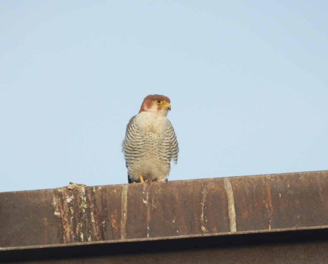 Red-necked Falcon - ML615730651