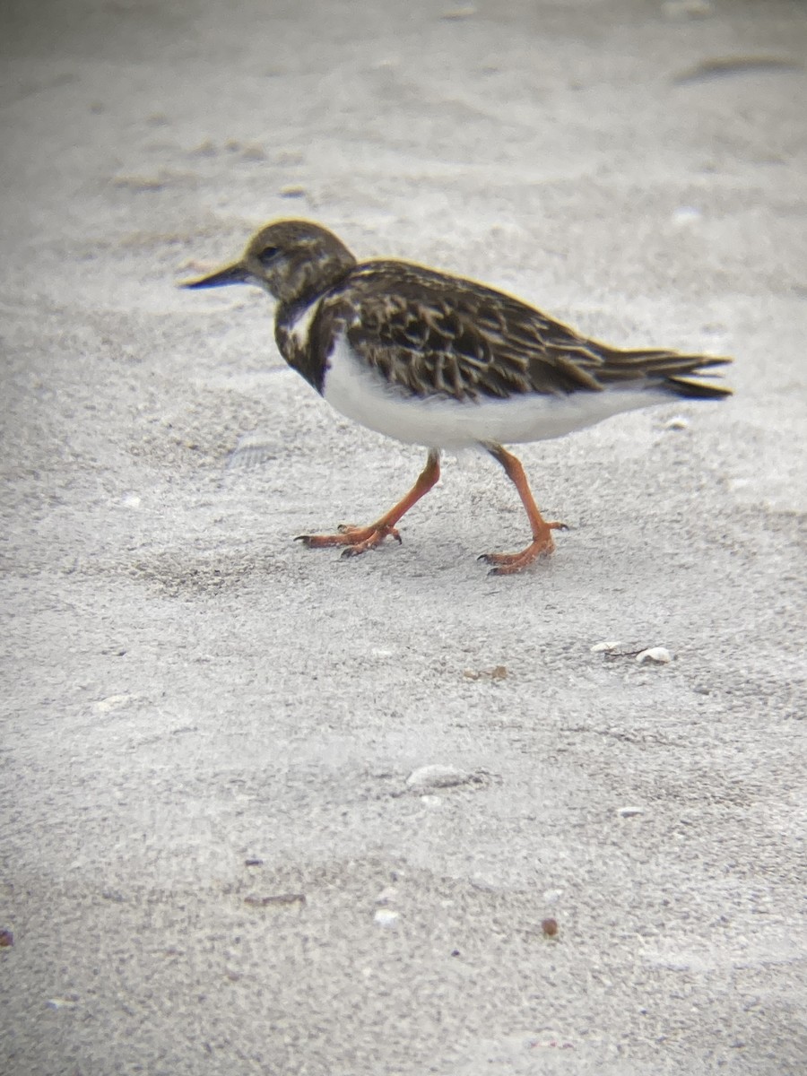 Ruddy Turnstone - ML615730668