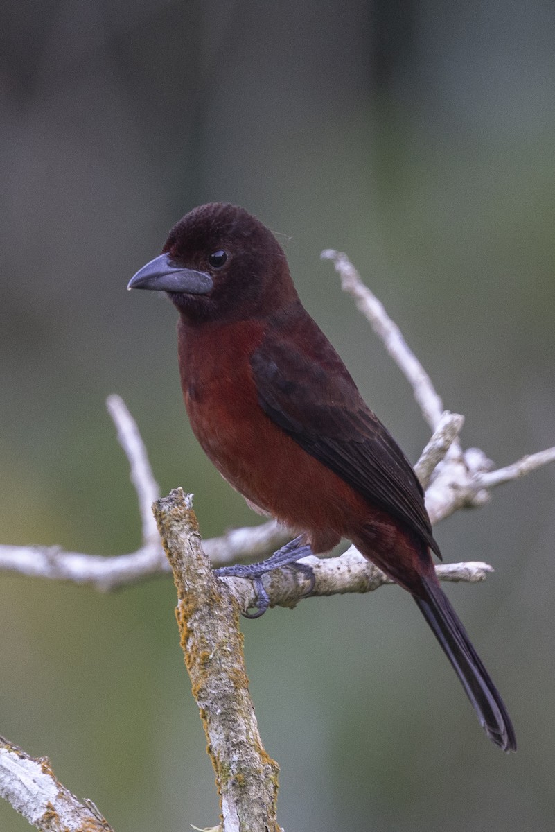 Silver-beaked Tanager - Obie Gilkerson