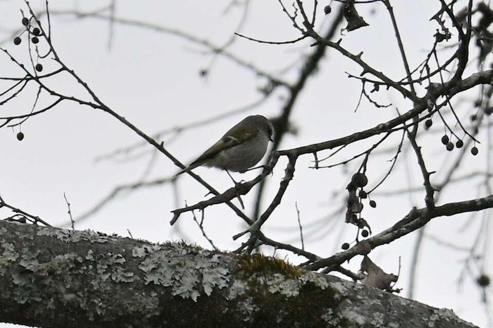 Golden-crowned Kinglet - ML615730738