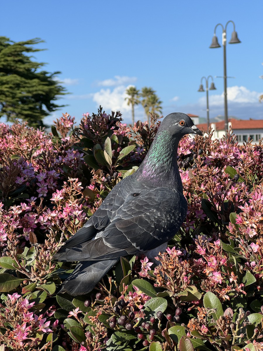 Rock Pigeon (Feral Pigeon) - Matt Brady