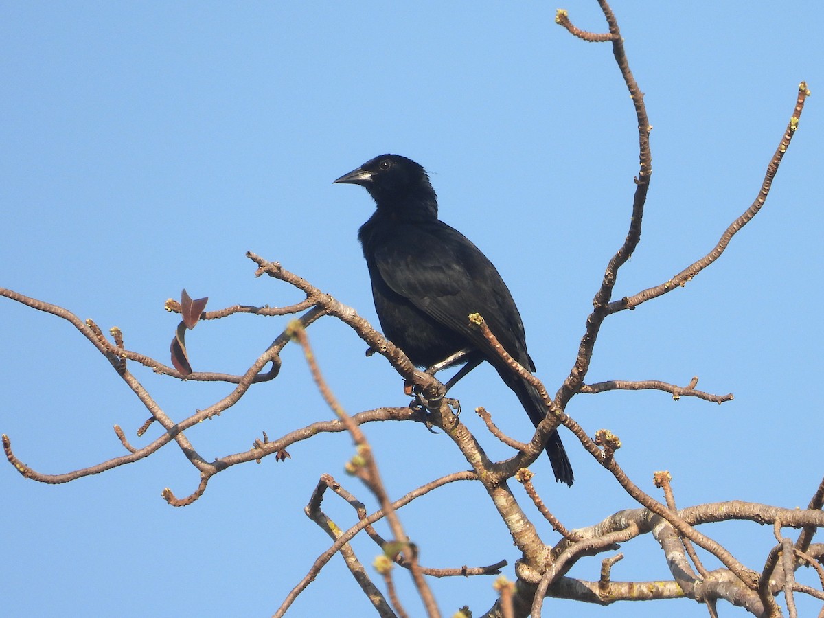 Melodious Blackbird - ML615730794