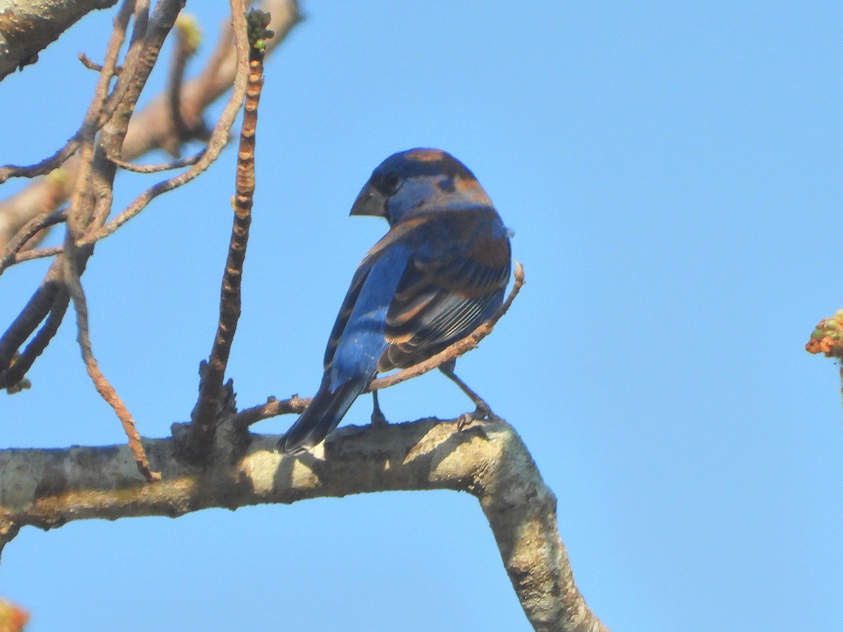 Blue Grosbeak - César Tejeda Cruz