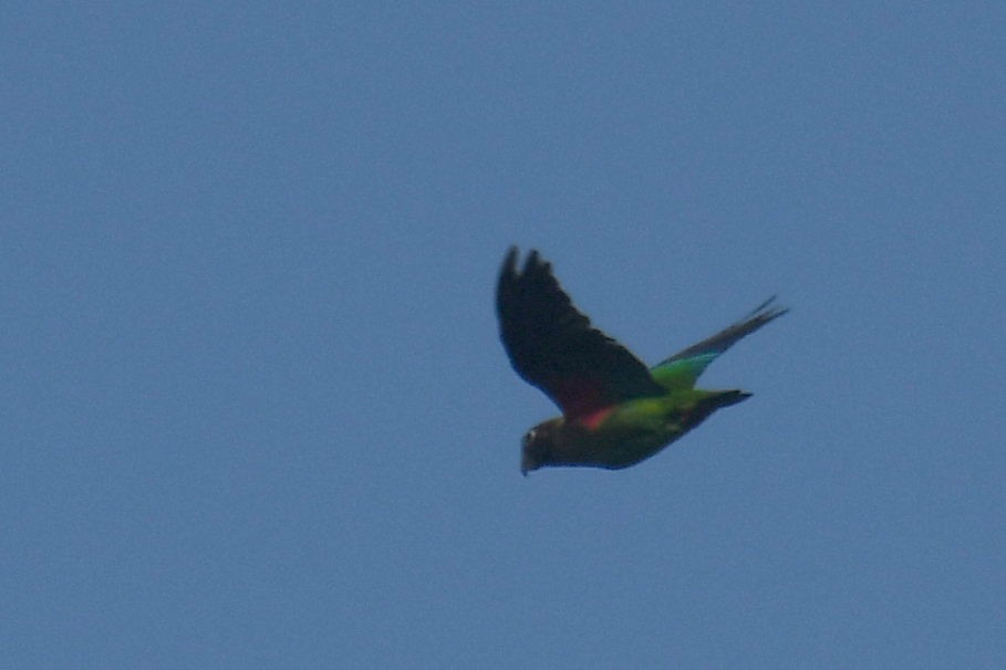 Brown-hooded Parrot - ML615730858