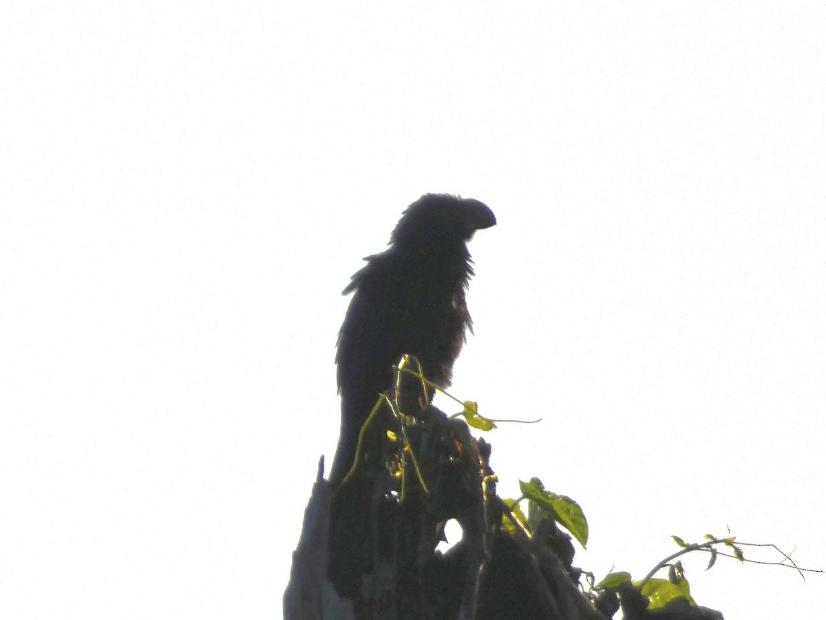 Smooth-billed Ani - ML615730917