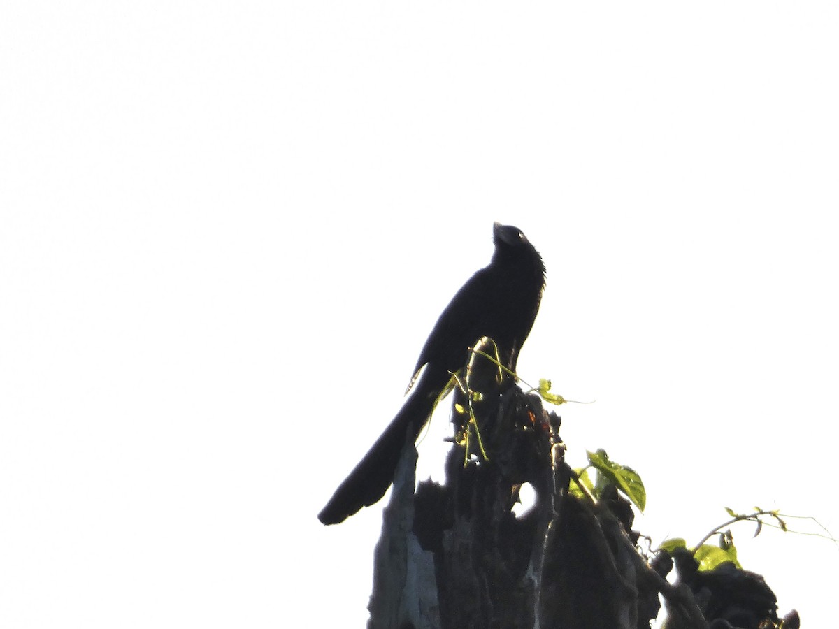 Smooth-billed Ani - ML615730918