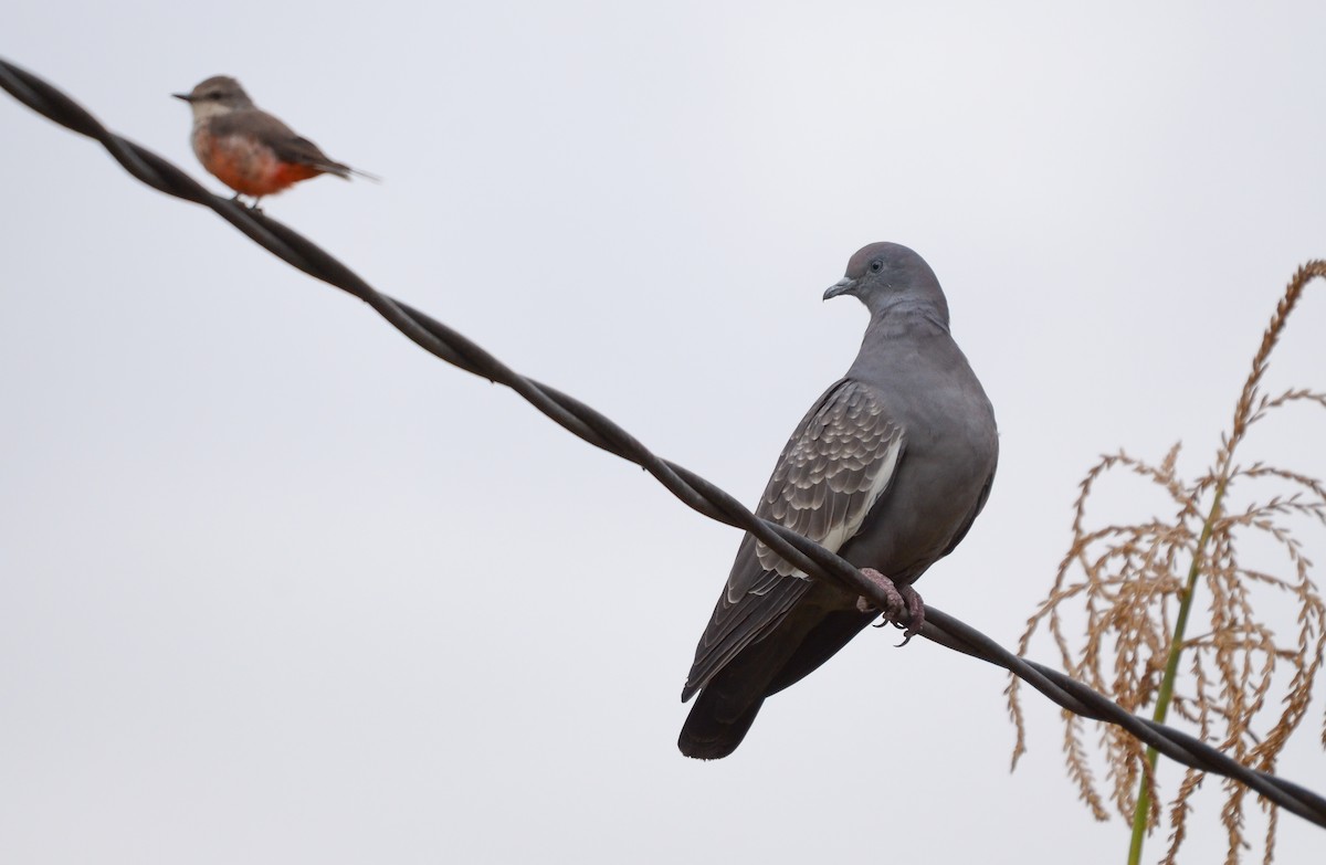 Spot-winged Pigeon - ML615731015