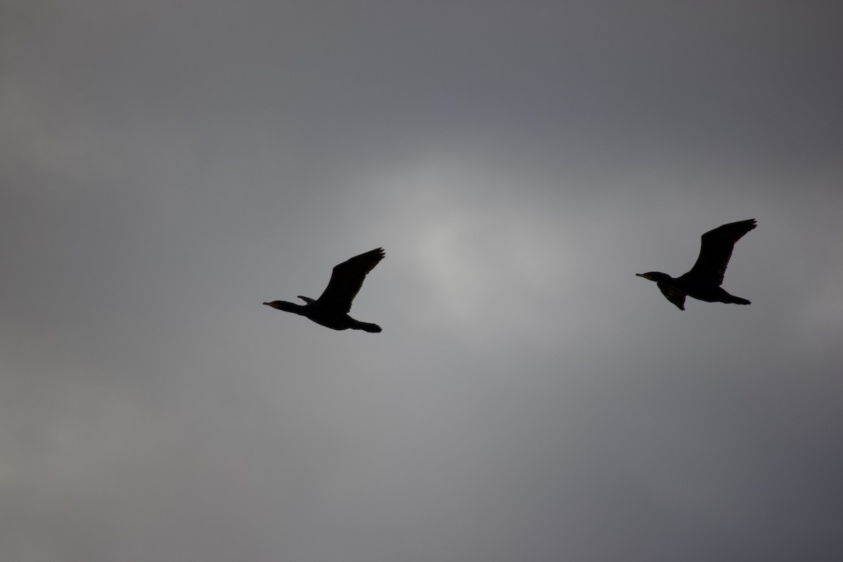 Double-crested Cormorant - ML615731090