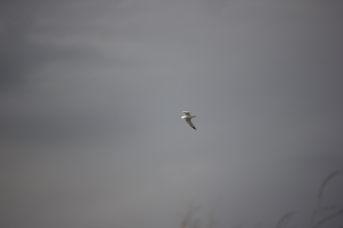 Ring-billed Gull - ML615731154