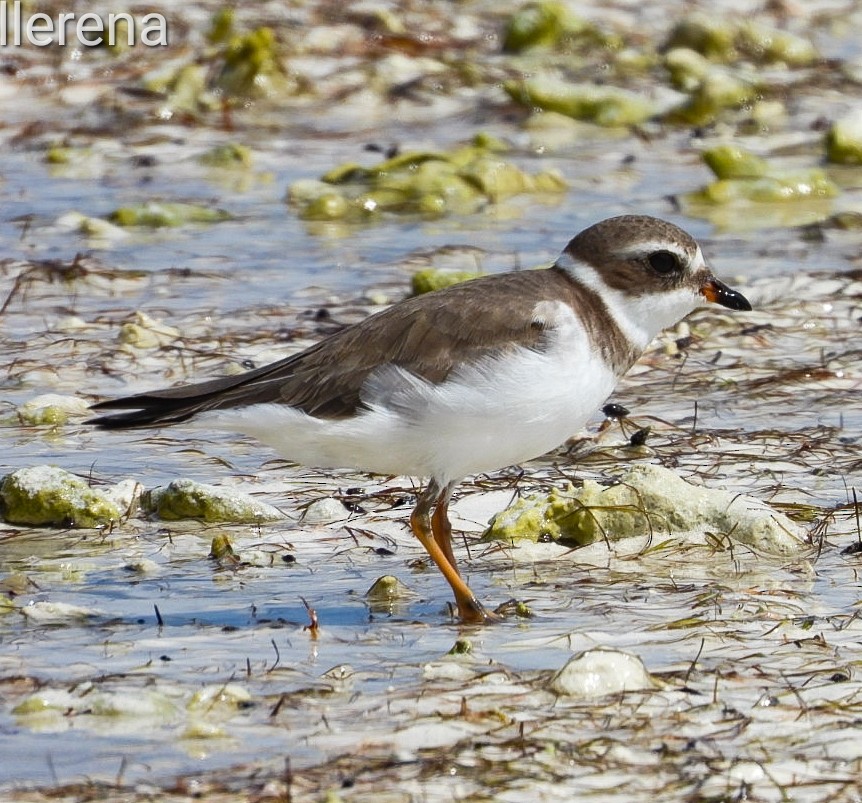 Semipalmated Plover - Orlando Llerena