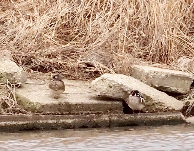 Wood Duck - ML615731198