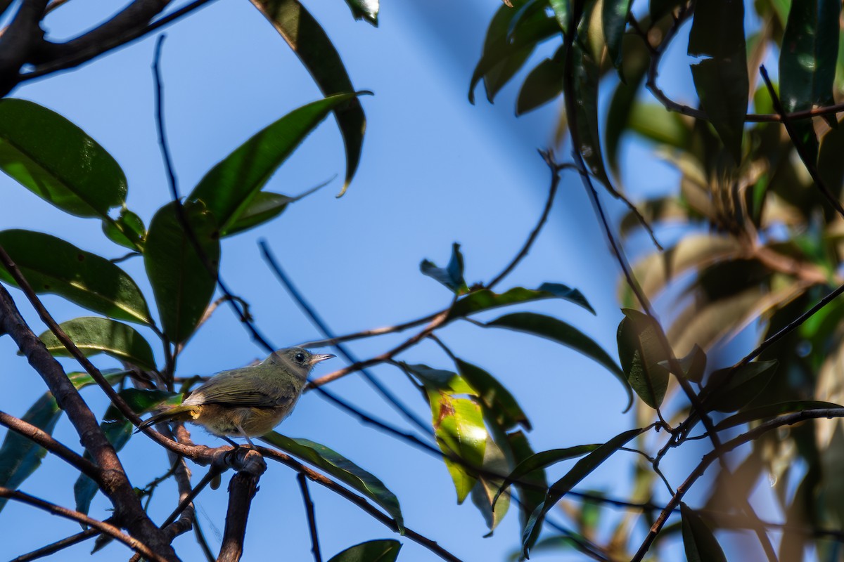 McConnell's Flycatcher - ML615731230