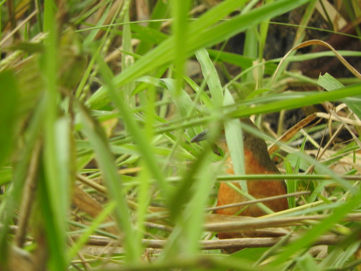 Russet-crowned Crake - ML615731232