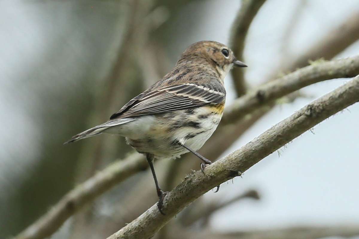 Yellow-rumped Warbler - ML615731254