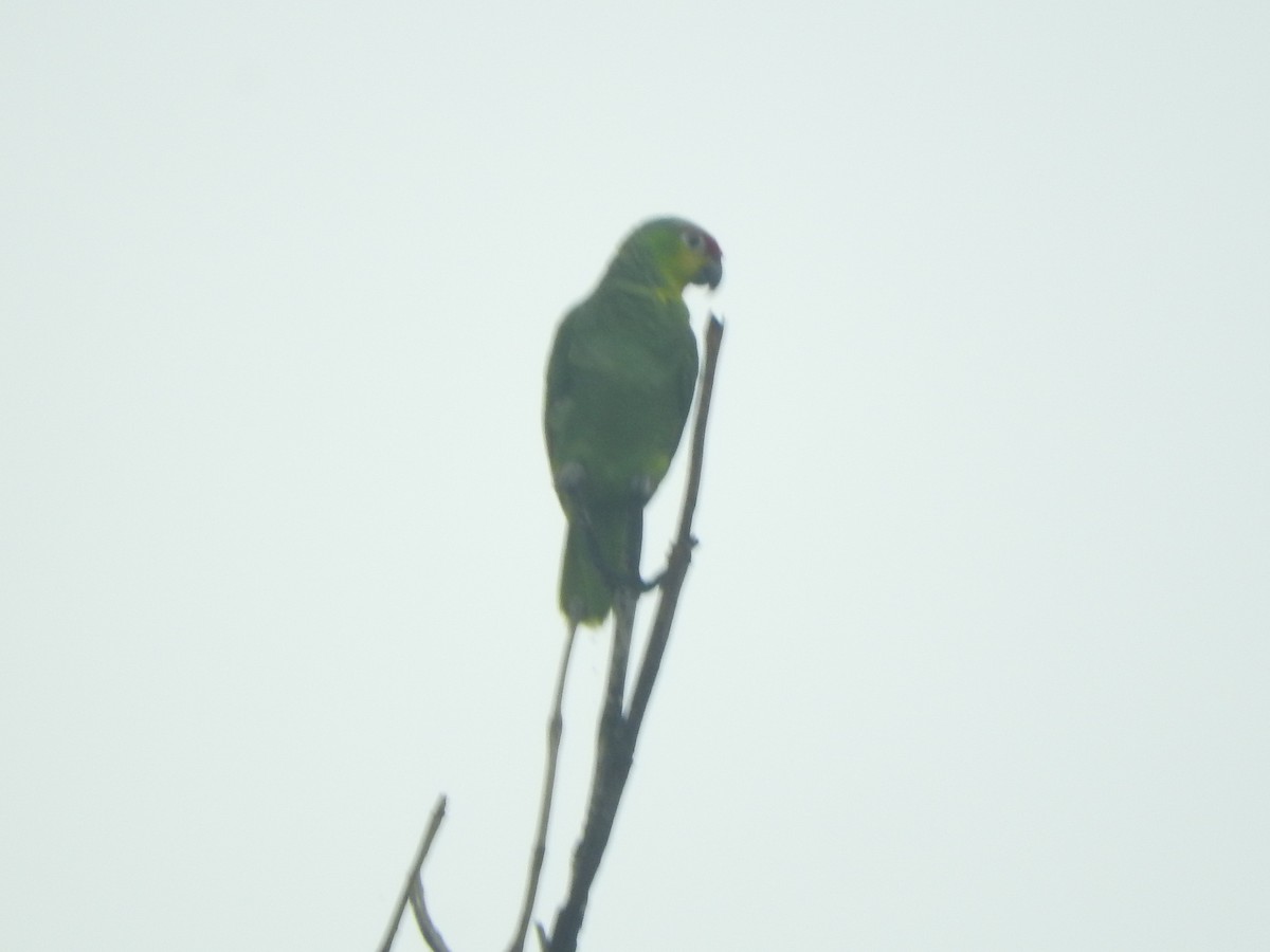 Red-lored Parrot - ML615731302