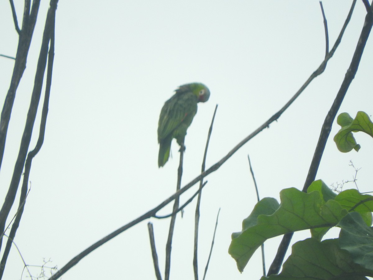 Red-lored Parrot - Agustin Carrasco