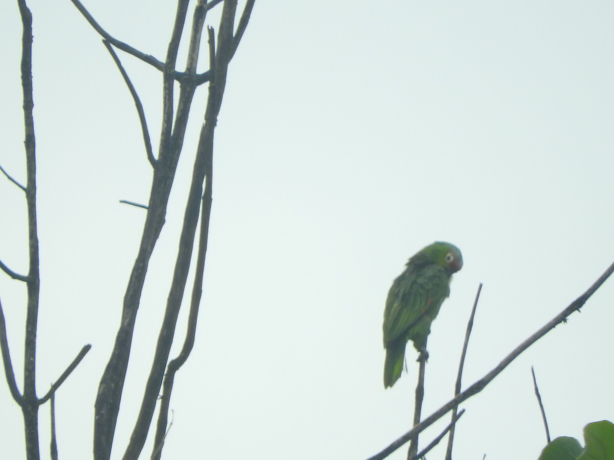 Red-lored Parrot - ML615731304