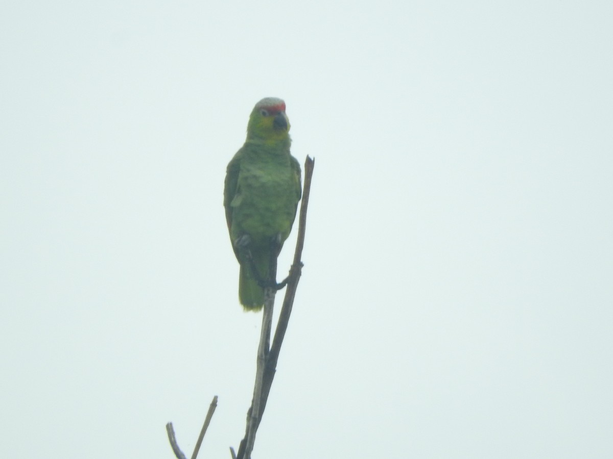 Red-lored Parrot - ML615731305